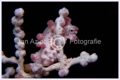 pygmee seahorse